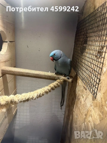 Чифт Малък Александър , снимка 2 - Папагали - 54230992