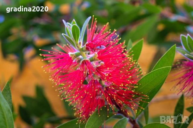 Калистемон (Callistemon citrinus) Размер 80-100см, снимка 1 - Разсади - 45753765