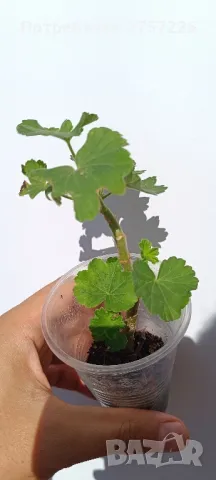 Pelargonium Nada k , снимка 2 - Стайни растения - 47238705