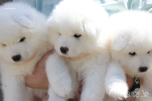 Самоед бебета, снимка 4 - Самоед - 51998559