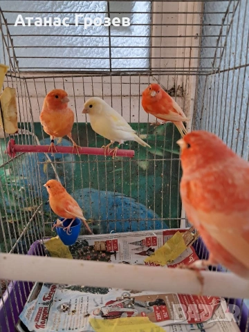 Продавам канари, снимка 6 - Канари - 53570041