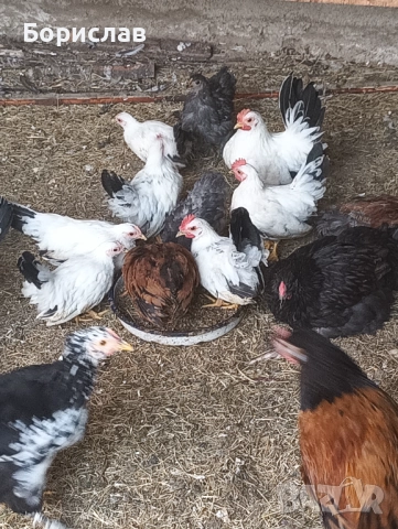 Елитни птици порода ШАБО чифтове., снимка 2 - други­ - 52433307