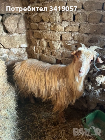 Конче на 11 месеца и бременна коза, снимка 8 - Коне - 53712025