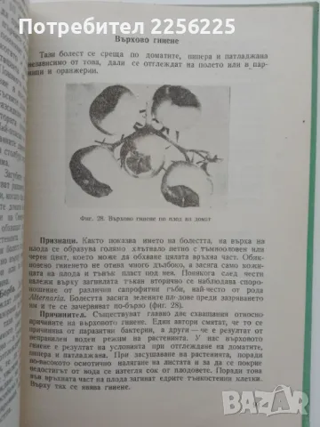 "Болести и неприятели по зеленчуковите култури", снимка 4 - Специализирана литература - 47384336