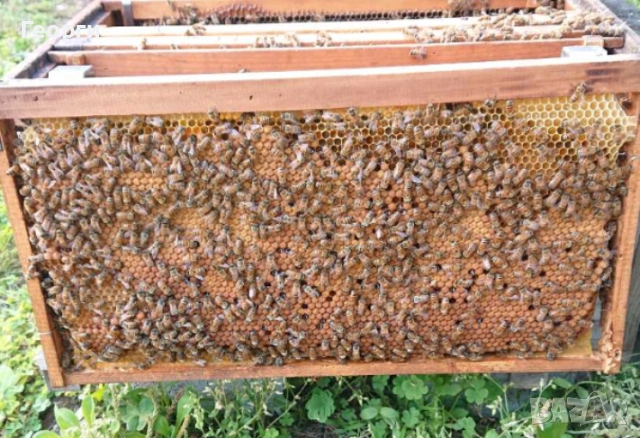 малки пчелни семейства, снимка 3 - За пчели - 53659628