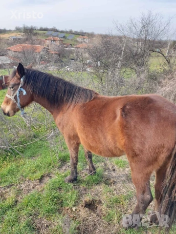 Продавам кобила 