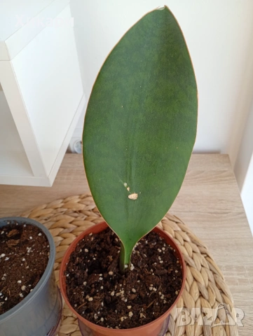 Sansevieria Masoniana - Whale fin ( Сансевиера Китова перка ), снимка 4 - Стайни растения - 51888121