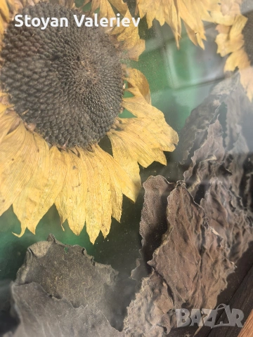 Слънчогледи , снимка 9 - Картини - 53957664