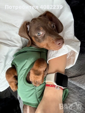 Продавам Мини Дакел Шоколад!, снимка 4 - Дакели - 53264143