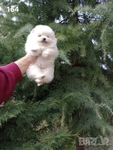 Белил Померани. Реални снимки от 28.02.26 г. Момче и момиче, снимка 4 - Померан - 53657895