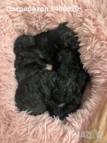 Той пуделчета, снимка 7 - Други - 53181851