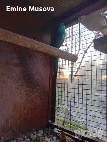 Пойни папагали, снимка 2 - Папагали - 52554141