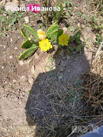 Кактуси и сукуленти, снимка 6 - Стайни растения - 36410333