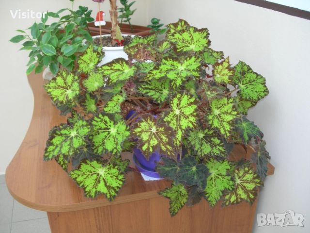 фотоапарат Nikon Coolpix 7900, снимка 16 - Фотоапарати - 52818474