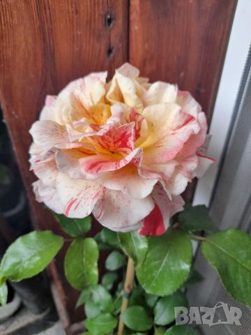 Роза, снимка 2 - Градински цветя и растения - 46066319