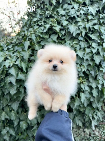 Померан мини момче със втора ваксина, снимка 2 - Померан - 53740684