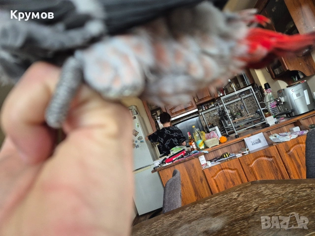 Жако налично, снимка 3 - Папагали - 53581524