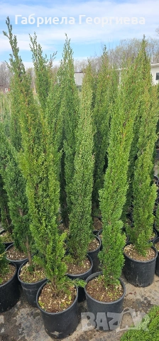 Кипарис "Тотем ", снимка 4 - Градински цветя и растения - 54001994
