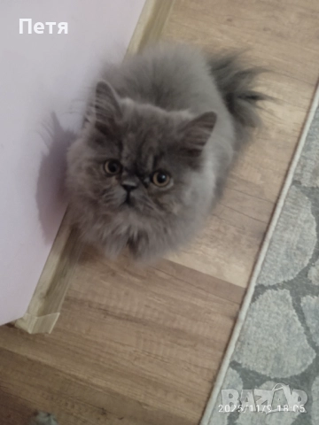 Персийски котенца, снимка 6 - Персийска - 46129032