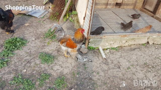 Брами ,яйца ,пилета и големите, снимка 12 - Кокошки и пуйки - 54263198