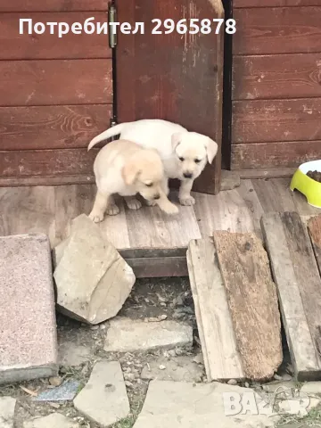 Чистокръвни лабрадори , снимка 5 - Лабрадор ретривър - 49943595