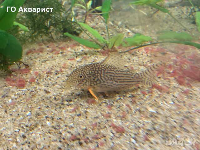 Коридорас Щербай / Corydoras Sterbai, снимка 1 - Рибки - 45625503