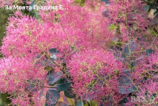 Смрадлика - Зелена 