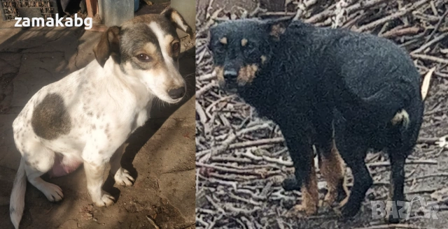 Две малки бонбончета си търсят любящ стопанин, снимка 6 - Други - 53614685