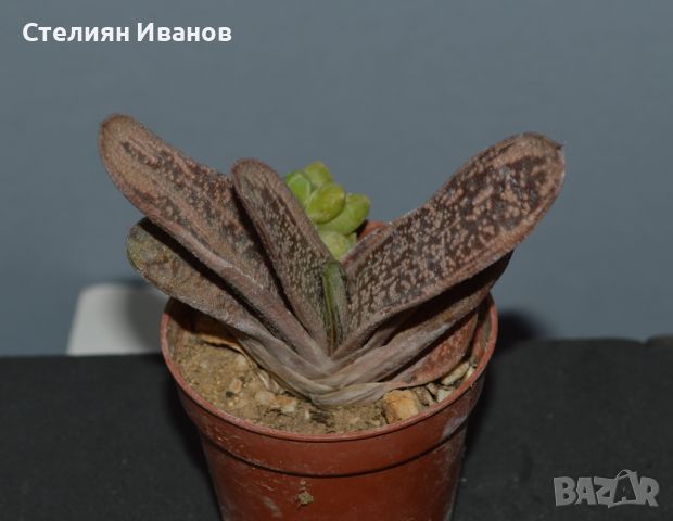 Гастерия (Gasteria ‘Little Warty’) - вариегатна, снимка 1 - Стайни растения - 37398702