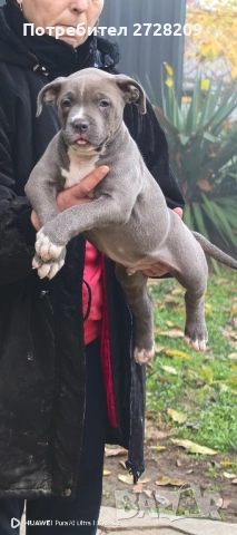 Американско Були Хл/American Bully XL , снимка 3 - Питбул - 52325603