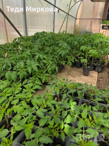 Разсад домати Нови Искър, снимка 3 - Разсади - 54236011