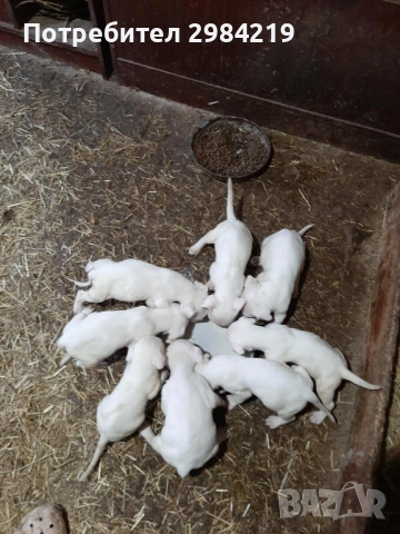 Дого Аржентино