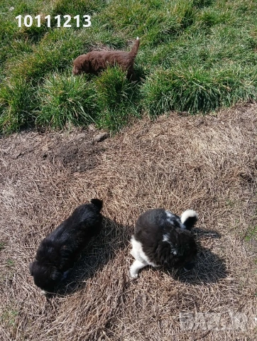 Малки Каракачанки, снимка 2 - Каракачанска овчарка - 53908715