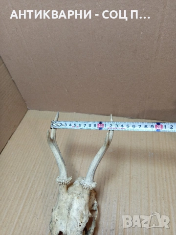 Стар Сувенир Череп С Рога. НОМЕР 724., снимка 10 - Антикварни и старинни предмети - 53528201