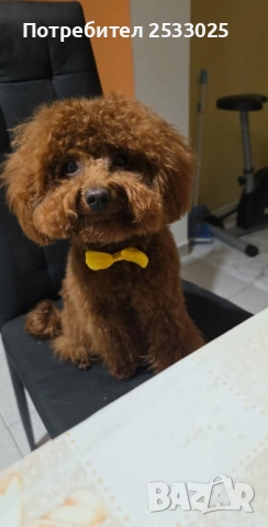 Той пудел , снимка 4 - Пудели - 53105476