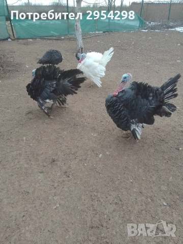 Пуяци Артисан, снимка 7 - Кокошки и пуйки - 53107623