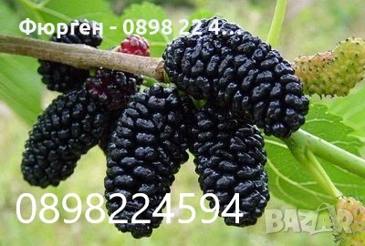 Черница – черна, розова и бяла, снимка 3 - Разсади - 52960042