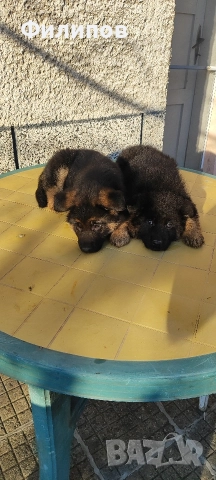 Немски овчарки , снимка 2 - Немска овчарка - 52749354