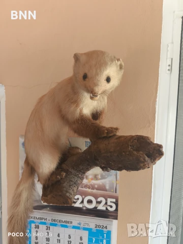 Препарирана Невестулка, снимка 2 - Други животни - 50559639