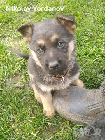 Немски овчарки на 2 месеца