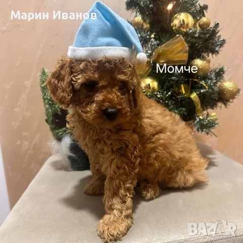 Мини пудел, момче с две ваксини!!!