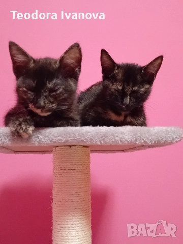 Моля помогнете!!!, снимка 3 - Други - 52710122