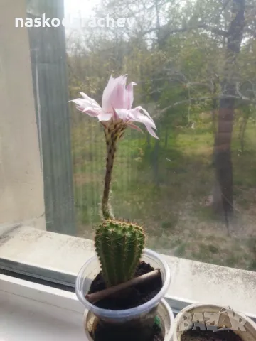 Кактус цъфтящ , снимка 4 - Стайни растения - 49928084