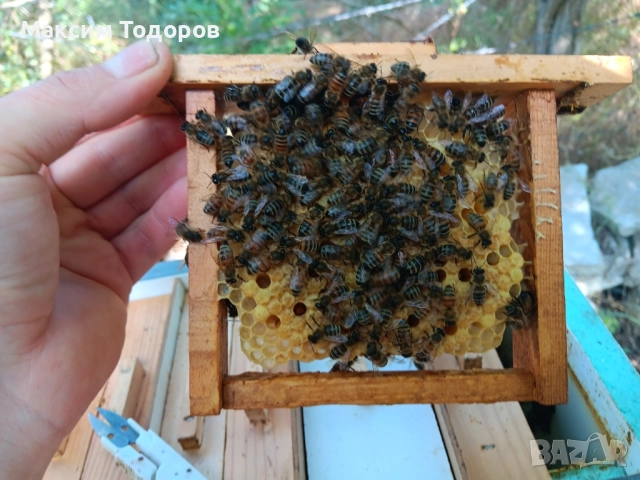 Оплодни кошери за майки нуклеуси , снимка 7 - За пчели - 51450534