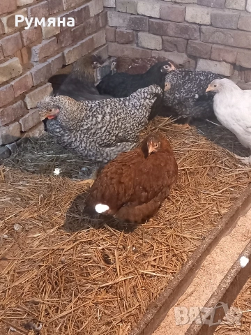 Продавам пилета 