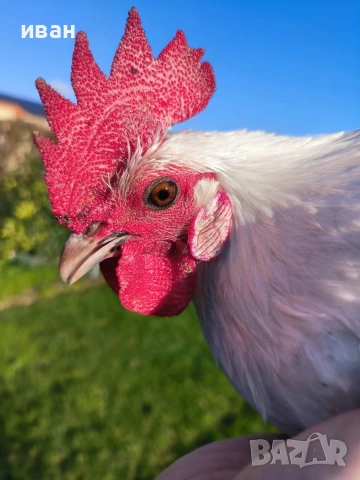 Петел Сребърно Брезе Бантам-уникално петле единствени в България , снимка 3 - други­ - 54010169