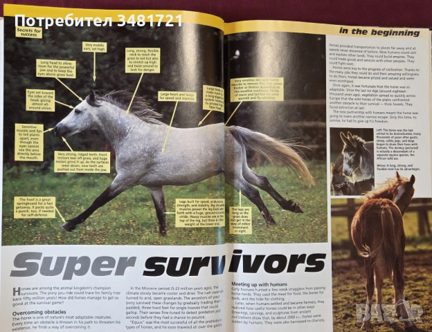 Илюстриран справочник - коне и понита / The Complete Guides to Horses and Ponies, снимка 4 - Енциклопедии, справочници - 53748600