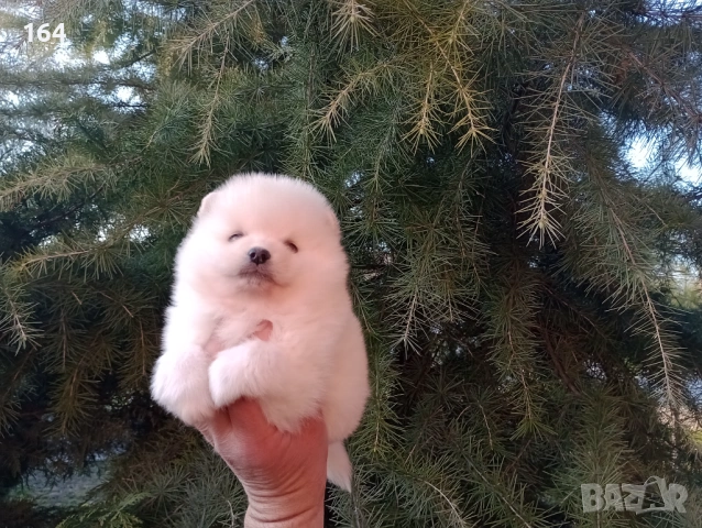 Бели и кремави мъжки кученца Шпиц. , снимка 4 - Шпиц - 53863245
