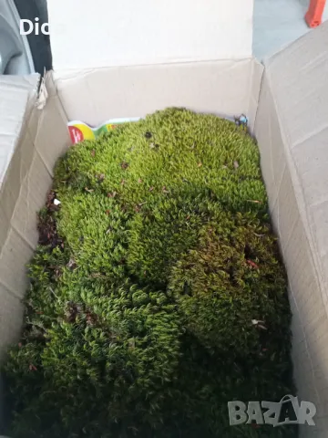 Горски мъх Декорация Естествен Скандинавски мъх.., снимка 6 - Декорация за дома - 37560798