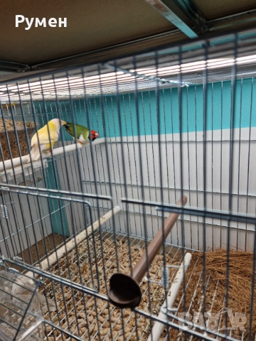 Гулдови амадини чифтове, снимка 11 - Амадини - 52976074